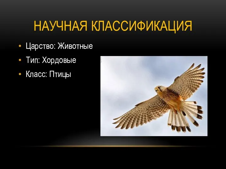 НАУЧНАЯ КЛАССИФИКАЦИЯ Царство: Животные Тип: Хордовые Класс: Птицы