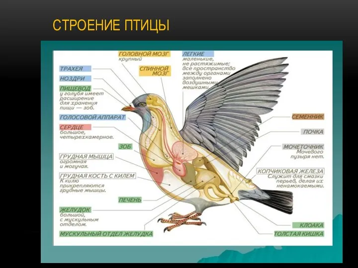 СТРОЕНИЕ ПТИЦЫ