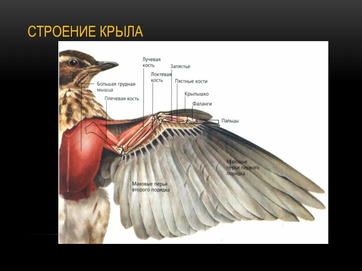 СТРОЕНИЕ КРЫЛА