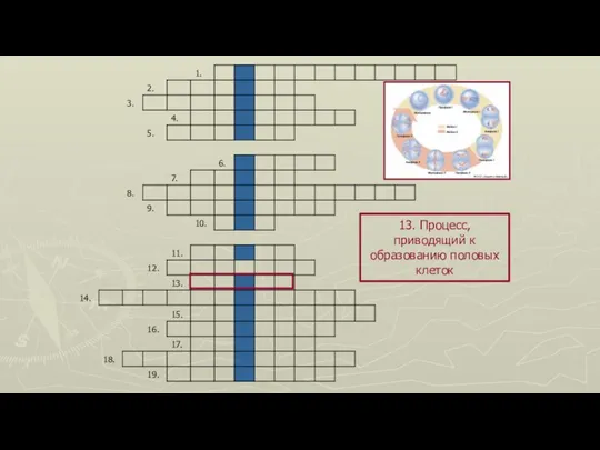 13. Процесс, приводящий к образованию половых клеток