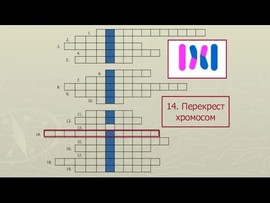 14. Перекрест хромосом