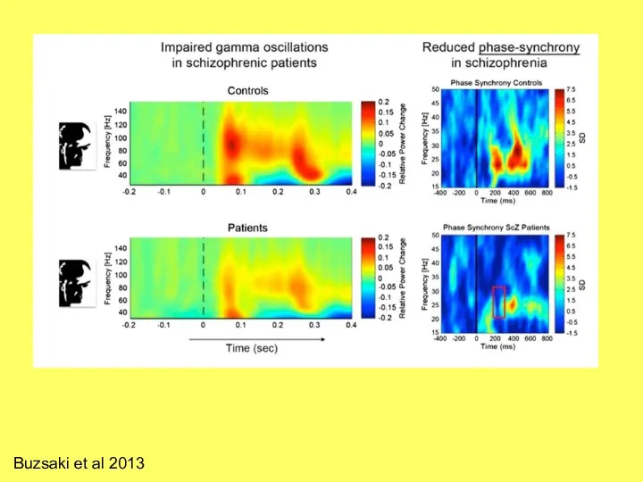 Buzsaki et al 2013