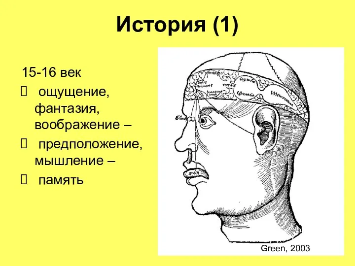 История (1) 15-16 век ощущение, фантазия, воображение – предположение, мышление – память Green, 2003