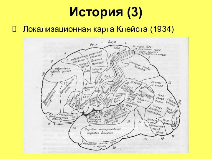 История (3) Локализационная карта Клейста (1934)