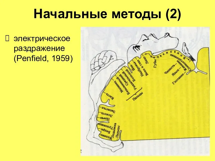 Начальные методы (2) электрическое раздражение (Penfield, 1959)