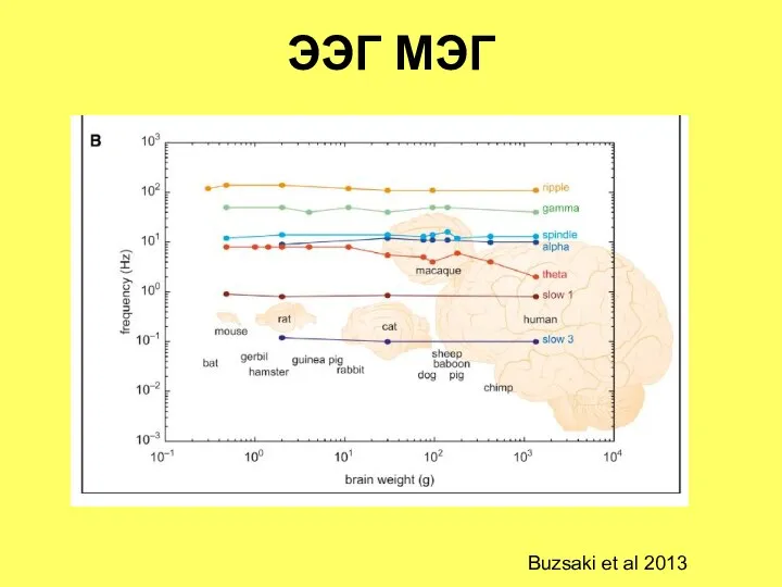 ЭЭГ МЭГ Buzsaki et al 2013