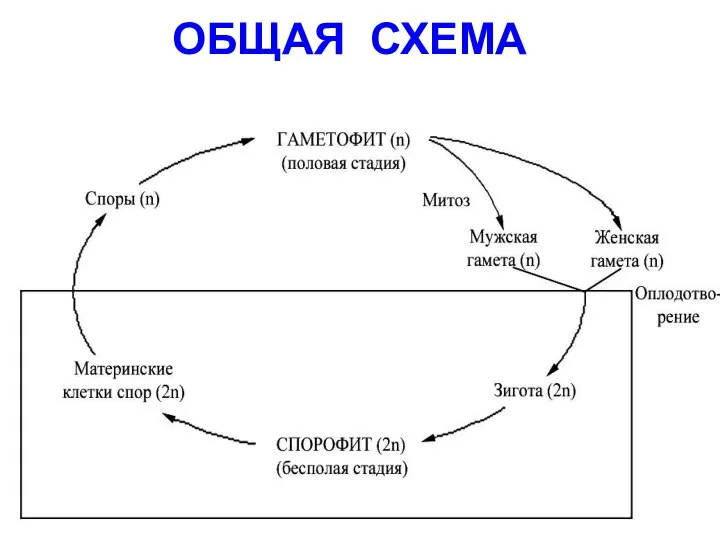 ОБЩАЯ СХЕМА