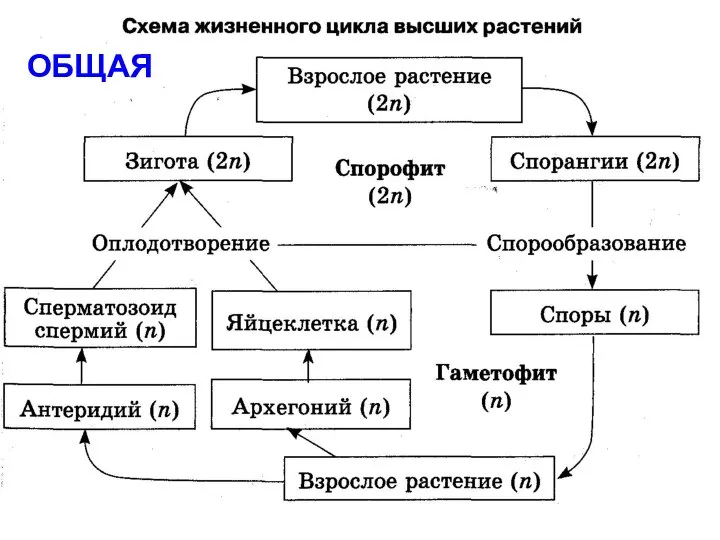 ОБЩАЯ ОБЩАЯ