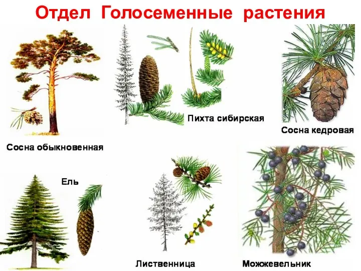 Отдел Голосеменные растения