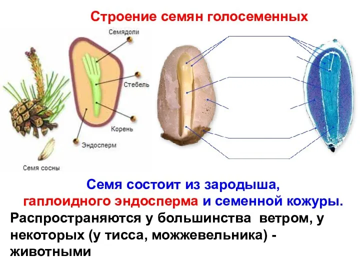Строение семян голосеменных Семя состоит из зародыша, гаплоидного эндосперма и семенной