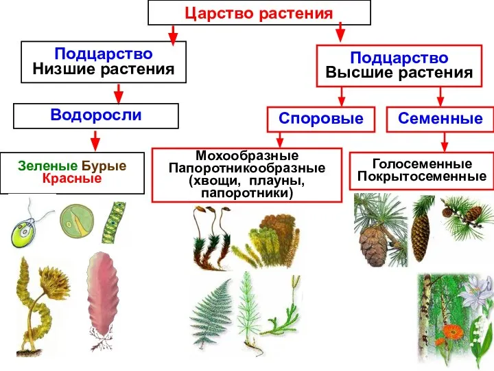 Царство растения Подцарство Низшие растения Подцарство Высшие растения Водоросли Семенные Споровые