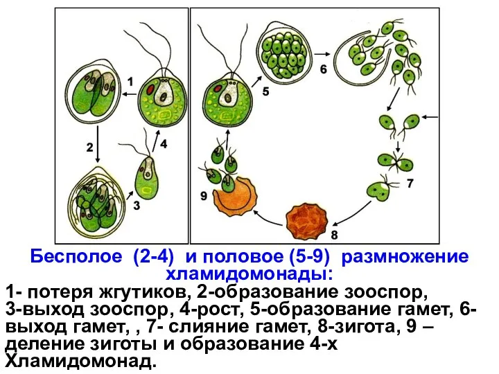 Бесполое (2-4) и половое (5-9) размножение хламидомонады: 1- потеря жгутиков, 2-образование