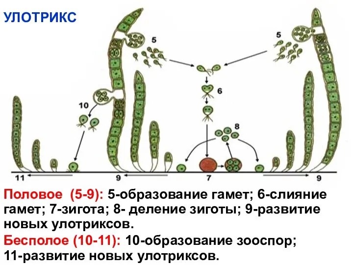 Размножение улотрикса Половое (5-9): 5-образование гамет; 6-слияние гамет; 7-зигота; 8- деление