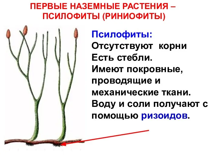 Псилофиты: Отсутствуют корни Есть стебли. Имеют покровные, проводящие и механические ткани.