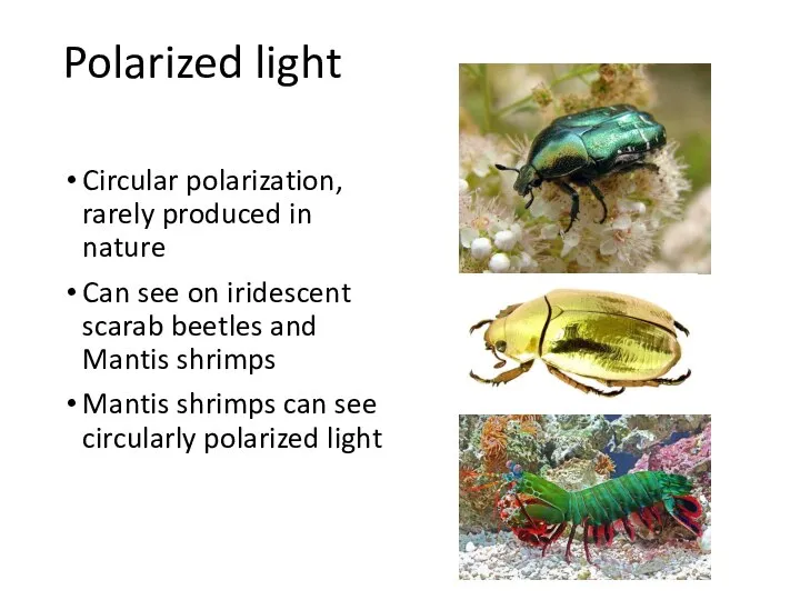 Polarized light Circular polarization, rarely produced in nature Can see on