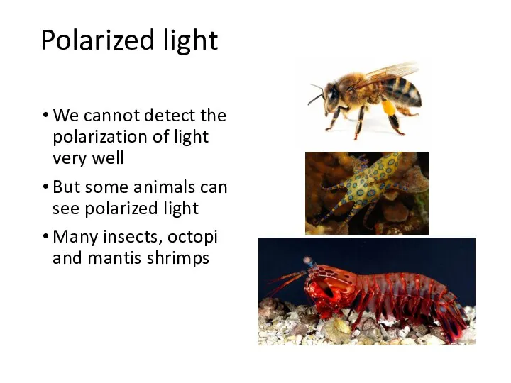 Polarized light We cannot detect the polarization of light very well