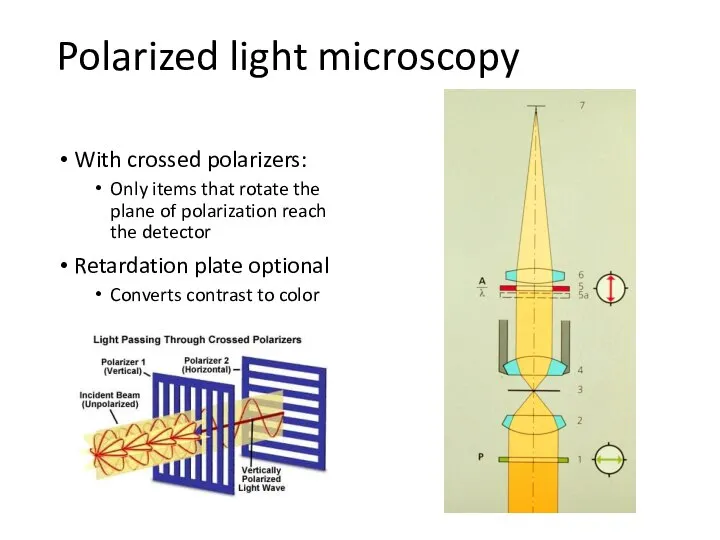 Polarized light microscopy With crossed polarizers: Only items that rotate the