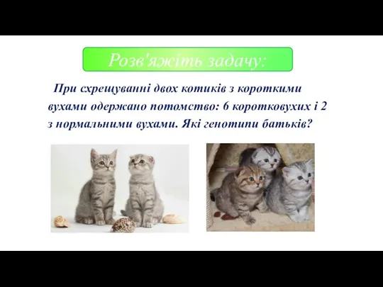 При схрещуванні двох котиків з короткими вухами одержано потомство: 6 коротковухих