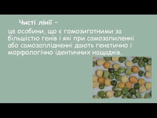 Чисті лінії – це особини, що є гомозиготними за більшістю генів