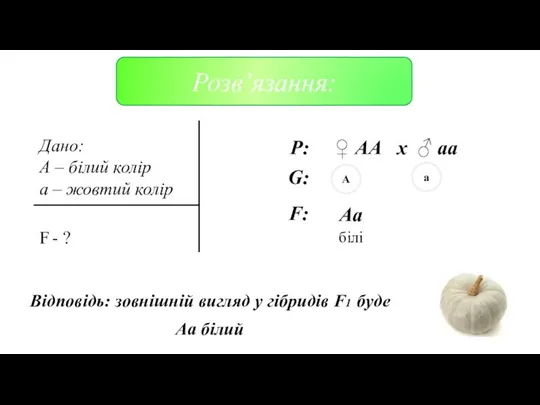 Дано: А – білий колір а – жовтий колір F -