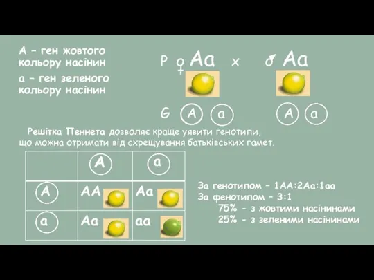 А – ген жовтого кольору насінин а – ген зеленого кольору