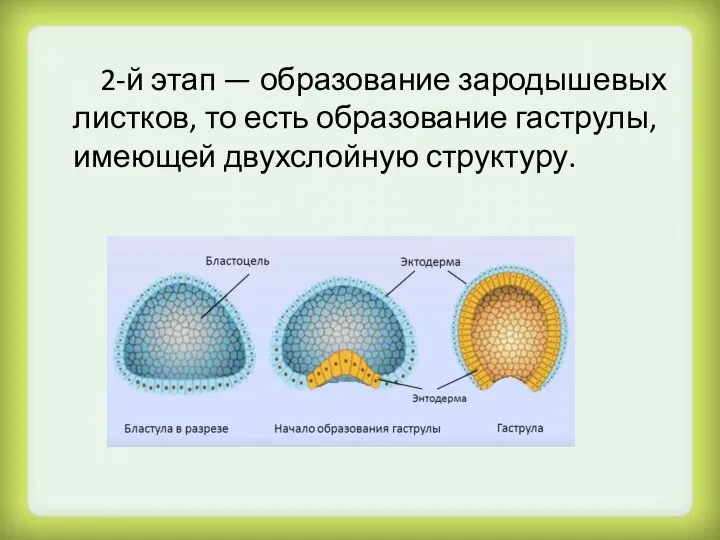 2-й этап — образование зародышевых листков, то есть образование гаструлы, имеющей двухслойную структуру.