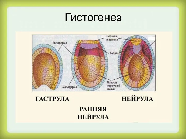 Гистогенез