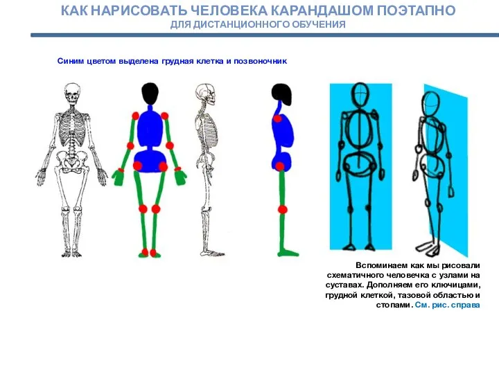 Синим цветом выделена грудная клетка и позвоночник Вспоминаем как мы рисовали