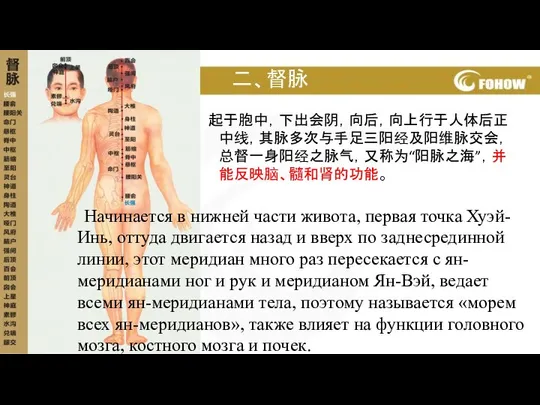 二、督脉 起于胞中，下出会阴，向后，向上行于人体后正中线，其脉多次与手足三阳经及阳维脉交会，总督一身阳经之脉气，又称为“阳脉之海”，并能反映脑、髓和肾的功能。 Начинается в нижней части живота, первая точка Хуэй-Инь, оттуда