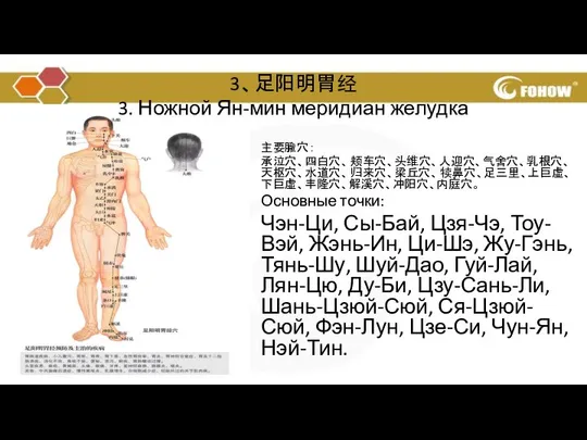 主要腧穴： 承泣穴、四白穴、颊车穴、头维穴、人迎穴、气舍穴、乳根穴、天枢穴、水道穴、归来穴、梁丘穴、犊鼻穴、足三里、上巨虚、下巨虚、丰隆穴、解溪穴、冲阳穴、内庭穴。 Основные точки: Чэн-Ци, Сы-Бай, Цзя-Чэ, Тоу-Вэй, Жэнь-Ин, Ци-Шэ, Жу-Гэнь,