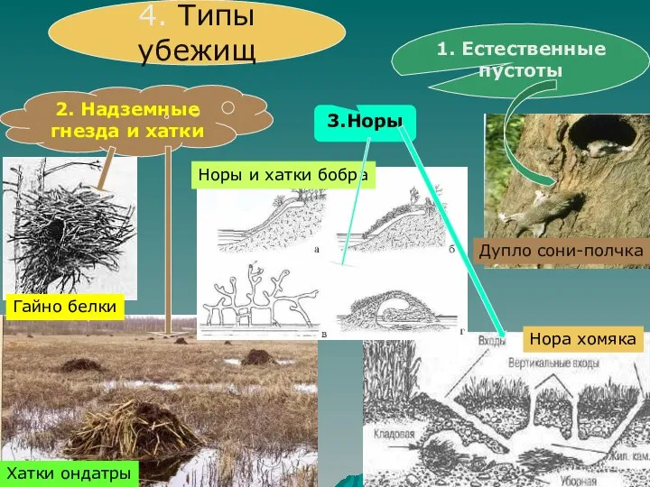 4. Типы убежищ 1. Естественные пустоты 2. Надземные гнезда и хатки