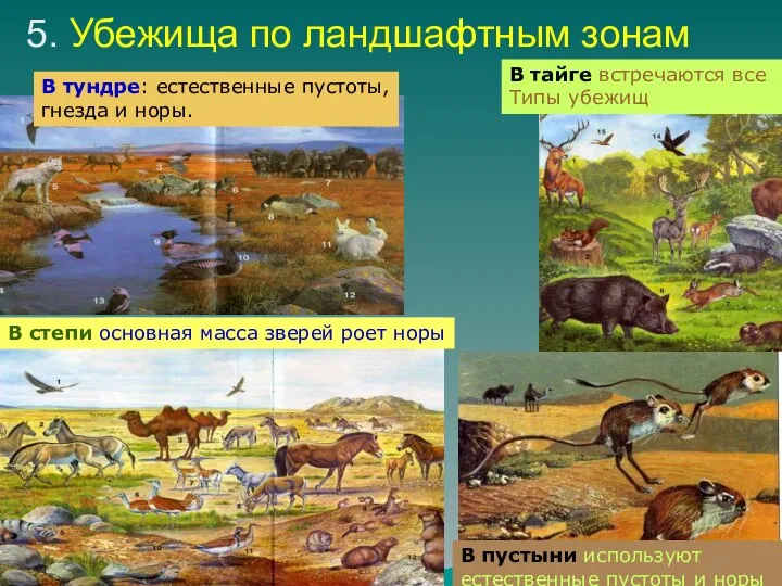 5. Убежища по ландшафтным зонам В тундре: естественные пустоты, гнезда и