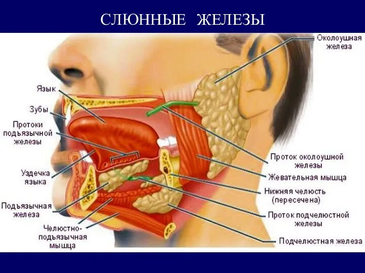 СЛЮННЫЕ ЖЕЛЕЗЫ