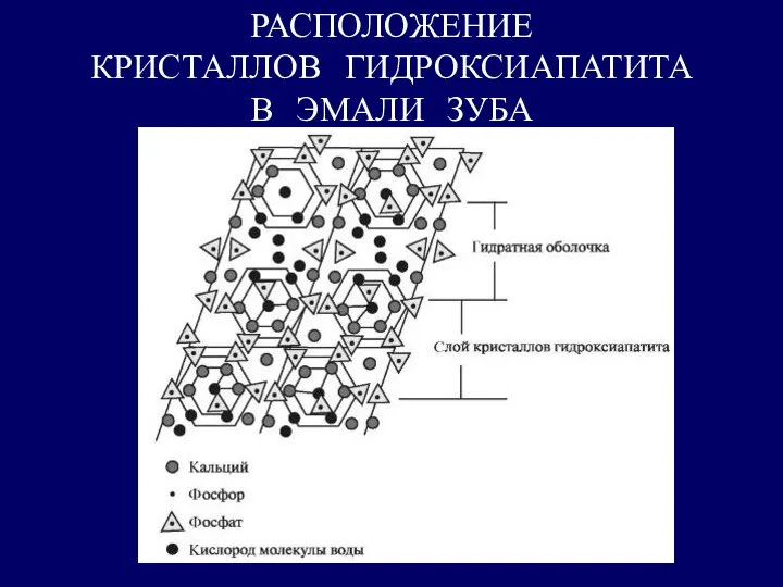 РАСПОЛОЖЕНИЕ КРИСТАЛЛОВ ГИДРОКСИАПАТИТА В ЭМАЛИ ЗУБА