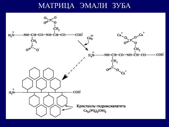 МАТРИЦА ЭМАЛИ ЗУБА