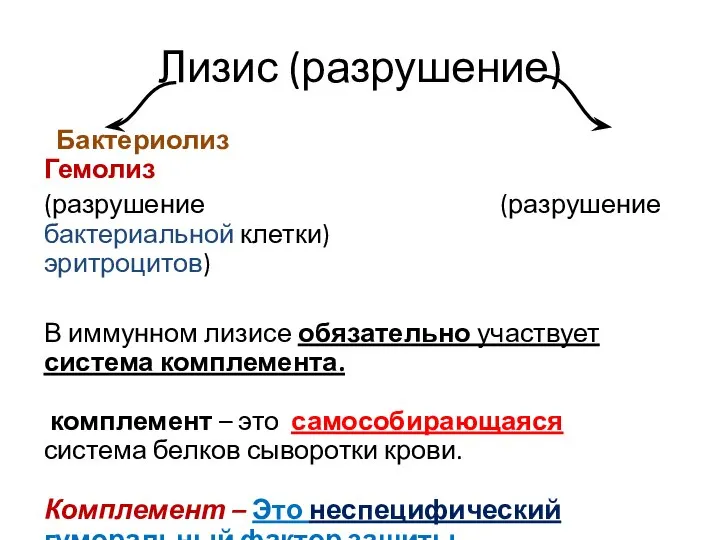 Лизис (разрушение) Бактериолиз Гемолиз (разрушение (разрушение бактериальной клетки) эритроцитов) В иммунном