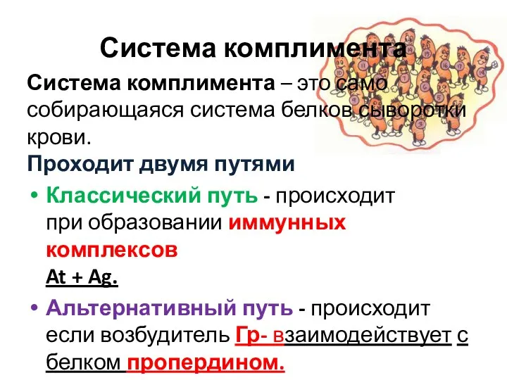 Система комплимента Система комплимента – это само собирающаяся система белков сыворотки