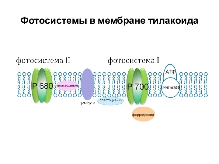 Фотосистемы в мембране тилакоида