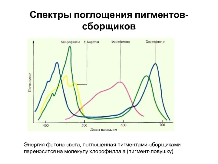 Спектры поглощения пигментов-сборщиков Энергия фотона света, поглощенная пигментами-сборщиками переносится на молекулу хлорофилла а (пигмент-ловушку)