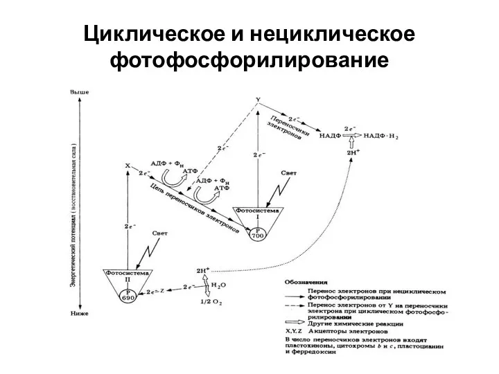 Циклическое и нециклическое фотофосфорилирование