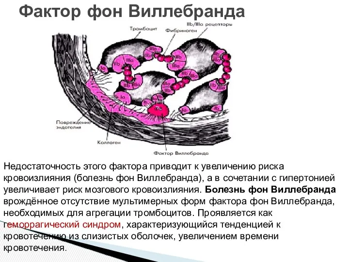 Фактор фон Виллебранда Недостаточность этого фактора приводит к увеличению риска кровоизлияния