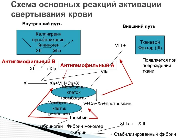 Схема основных реакций активации свертывания крови Калликреин прокалликреин Кининоген XII XIIa