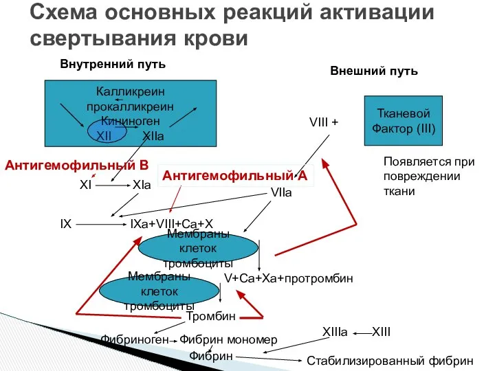 Схема основных реакций активации свертывания крови Калликреин прокалликреин Кининоген XII XIIa