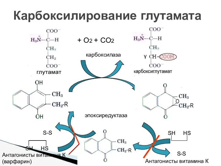 Карбоксилирование глутамата SH HS S-S Антагонисты витамина К Антагонисты витамина К