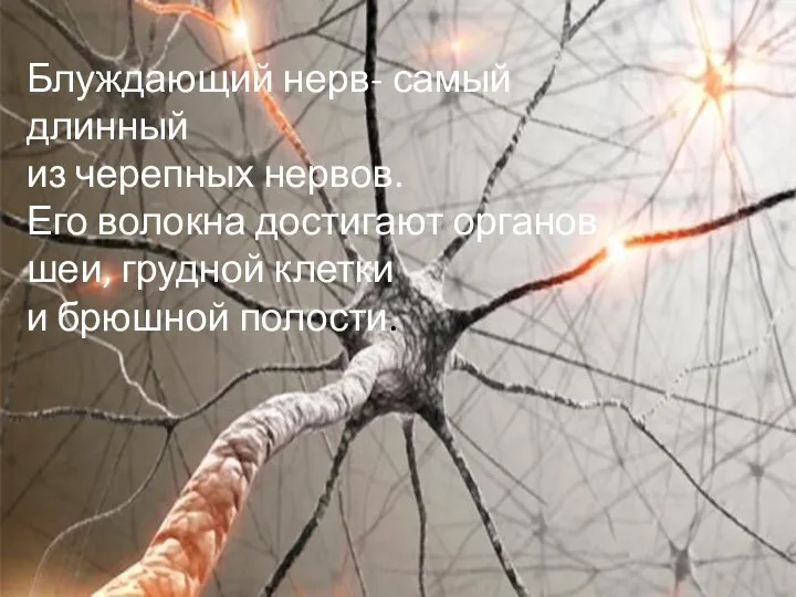 Блуждающий нерв- самый длинный из черепных нервов. Его волокна достигают органов