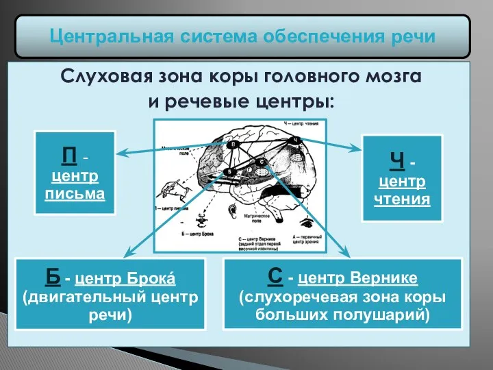 Слуховая зона коры головного мозга и речевые центры: