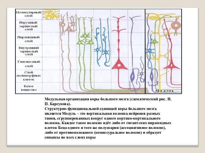 Модульная организация коры большого мозга (схематический рис. Н. П. Барсукова). Структурно-функциональной