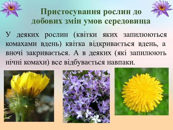Пристосування рослин до добових змін умов середовища У деяких рослин (квітки