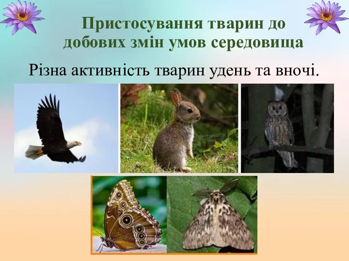 Пристосування тварин до добових змін умов середовища Різна активність тварин удень та вночі.