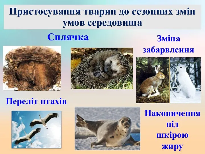 Пристосування тварин до сезонних змін умов середовища Зміна забарвлення Сплячка Переліт птахів Накопичення під шкірою жиру